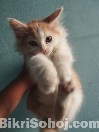 মিক্স ব্রিড persian baby